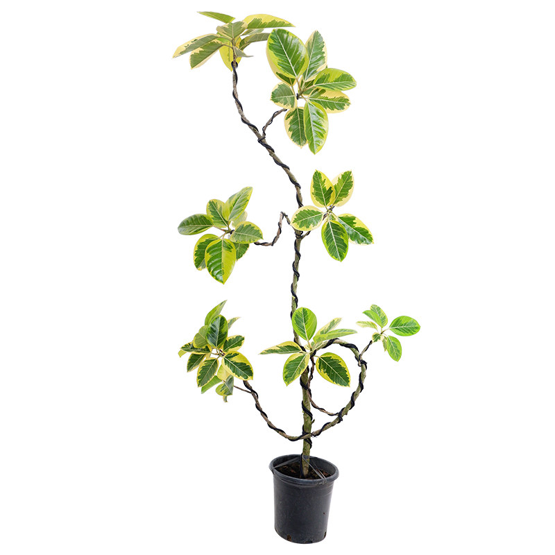 招财聚宝黄金榕客厅高级感大叶绿植旺宅大型植物橡皮树盆栽室内