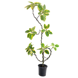 招财聚宝黄金榕客厅高级感大叶绿植旺宅大型植物橡皮树盆栽室内