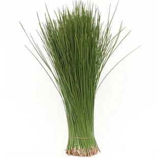 沂蒙山松针 野生松针 新鲜松针叶 松针酵素  马尾松 山松针 针叶