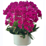 杭州鲜花蝴蝶兰盆栽同城速递送开业乔迁新年中秋领导客户长辈生日