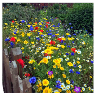 野花组合花种子波斯菊花种籽子播种格桑花花籽太阳花种孑