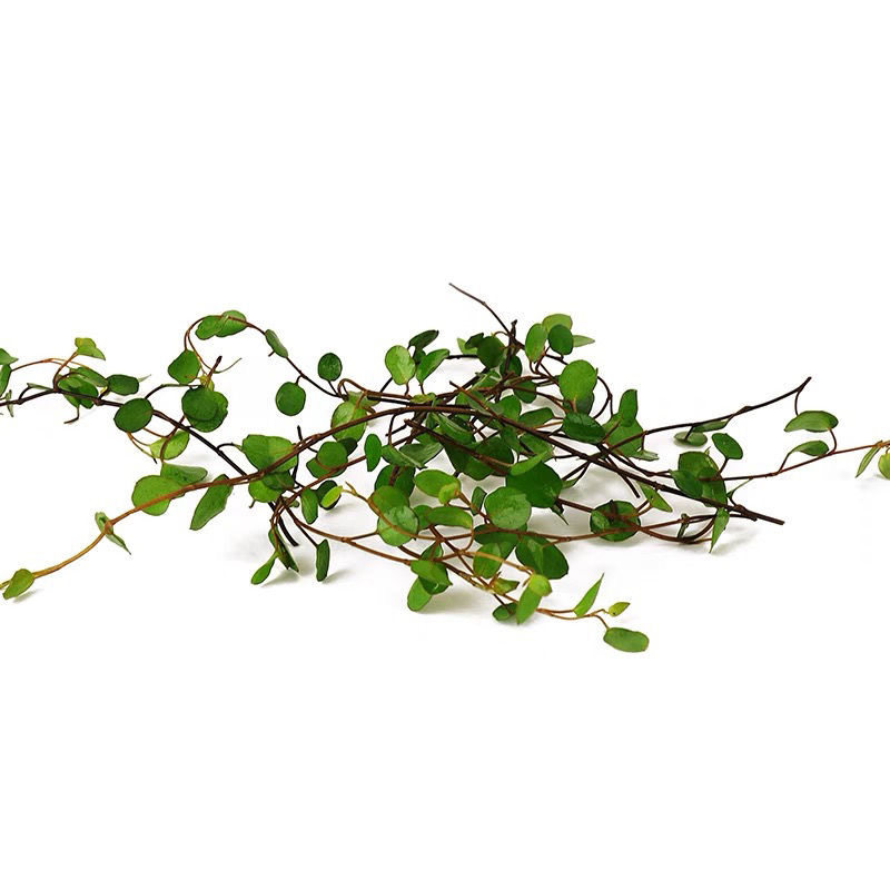 千叶吊兰新鲜西餐日料酒楼摆盘装饰花草蛋糕饮品点缀长寿藤叶子