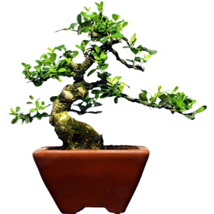 华瑞优景精品老桩瓜子黄杨盆景茶几窗台盆栽办公阳台植物净化空气