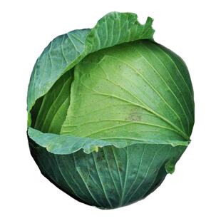 夏播甘蓝种子耐热40度可种露天秋四季包菜种孑圆白菜抗病绿甘兰籽