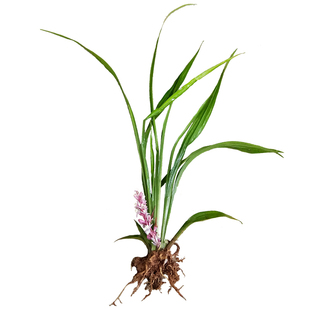 吉祥草多年生常绿地被草本绿植吉祥草树荫下耐阴寒草坪植物吉祥草