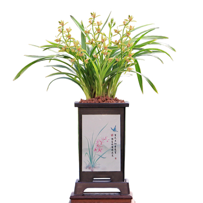 四季建兰金边线艺大果冠带花浓香