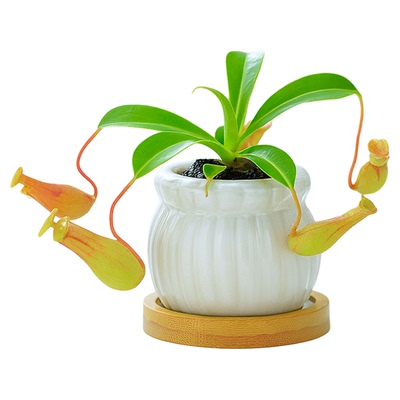 猪笼草食虫幼儿园植物捕蝇驱蚊虫