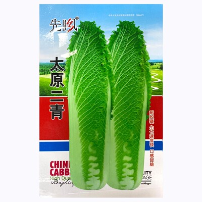 太原二青大白菜种子天津青麻叶