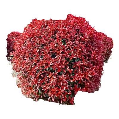 红叶石楠树苗火焰红庭院篱笆绿化