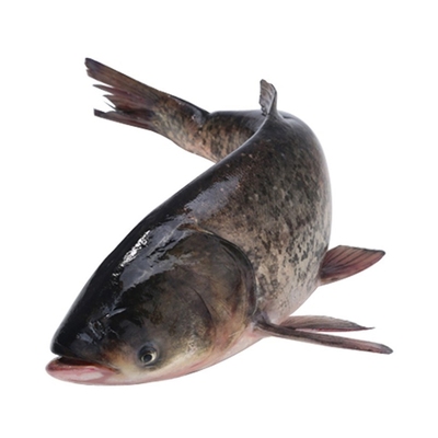 查干湖胖头鱼吉林松原原产地直发