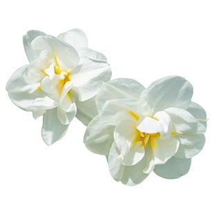 洋水仙种球新娘皇冠进口花卉种子球根植物多年生土培盆栽虹越现货