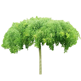 龙爪槐树苗盆栽国槐黄金槐洋槐庭院耐寒观赏植物地栽南北方种植