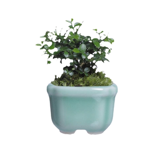 达摩九里香拇指迷你微小盆景绿植盆栽趣味四季常青禅意茶几桌摆件