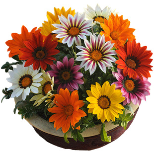 进口勋章菊种子春季易种秋季播花园室内阳台盆栽花草花卉种子花籽