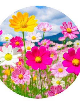 四季开花易活格桑花庭院花海