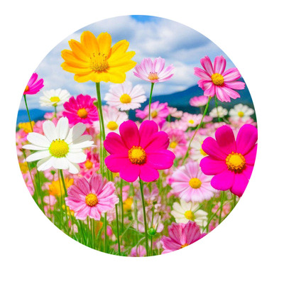 格桑花七彩四季播种开花易活种子