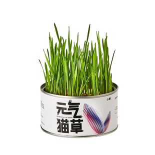 小佩元气猫草种子猫薄荷水培猫零食除毛球化毛膏盆栽套装猫咪用品