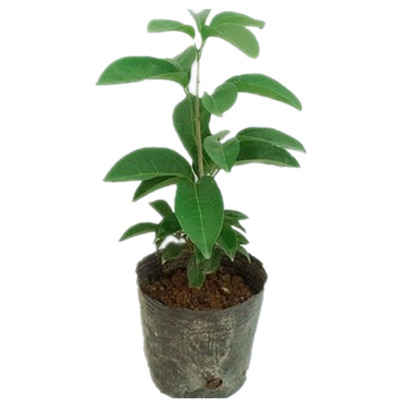 无刺攀援植物蒜香藤花苗紫铃藤本花卉阳台盆栽庭院爬藤植物驱蚊虫