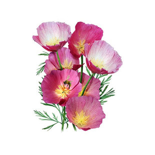 玫红花菱草种子100粒加州虞美金英花人洋丽春花籽阳台盆栽春秋播