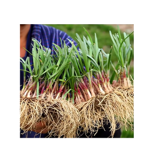 韭菜根苗紫根红根带土蔬菜宽叶大叶独根红韭菜根种籽子种子盆栽苗