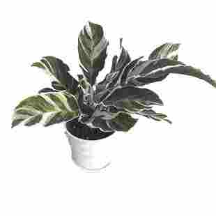 现货白油画竹芋盆栽网红荷兰进口白色婚礼油画观叶植物室内养包邮