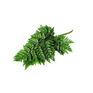 【槿馐】新鲜高山羊齿叶10支 杨子叶 芒叶草叶蕨西餐摆盘装饰