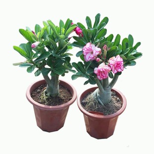 重瓣沙漠玫瑰花苗盆栽四季花卉绿植物老桩室内阳台小盆景开花不断