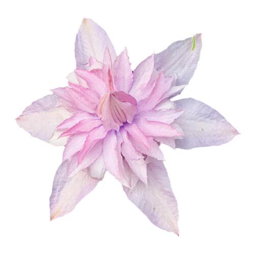 伟伟园艺 新品铁线莲多粉 重瓣如梦多花矮生晚花庭院阳台新品大促