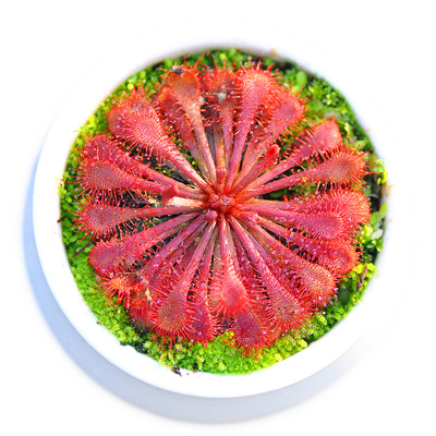 格拉莫哥茅膏菜食虫植物盆栽