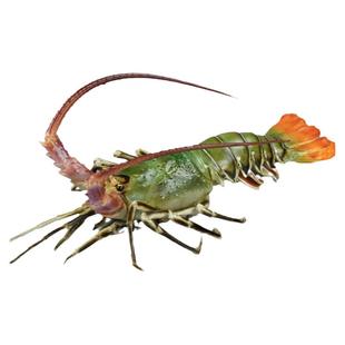 仿真小青龙模型青龙虾花龙虾波士顿龙虾假海鲜水产直播道具摆设