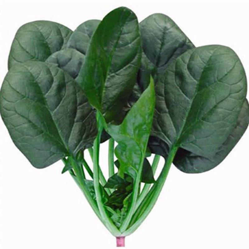菠菜种子耐热菠菜种子大叶圆叶四季蔬菜种籽耐热耐抽薹黑绿辉腾