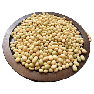 广东正宗岭南农家自种本地小黄豆非转基因种子大豆打豆浆专用新货