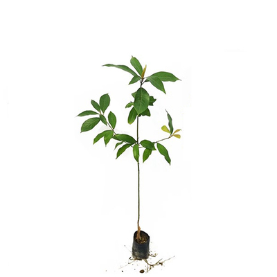 金丝楠木树苗小叶桢楠名贵苗木