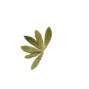 杨梅树叶植物拼贴画标本幼儿园diy 枯叶天然树叶干花拍摄道具背景