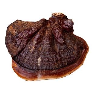 长白山野生金边灵芝小个灵芝仙草不苦泡茶煲汤煮水赤芝网红仙芝草