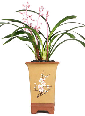 老种墨兰新娘粉红色花香绿植桌面