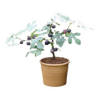 塔莎的花园无花果树果苗盆栽特大果南北方种植波姬红芭劳奈青皮