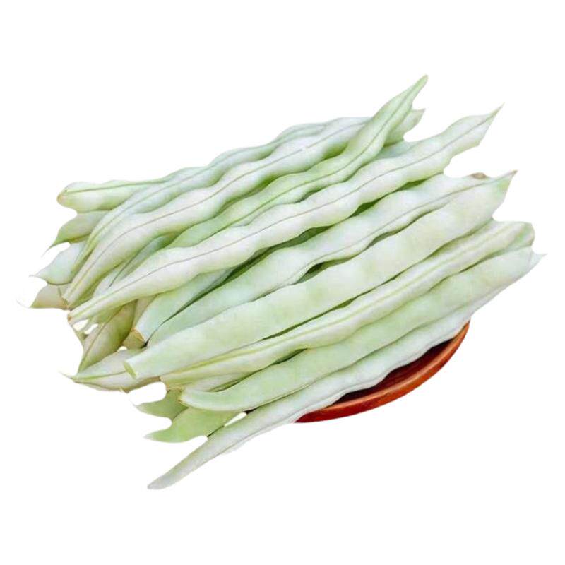 九粒白芸豆种子豆角种籽白不老来少豆角四季菜豆蔬菜种孑四季种植