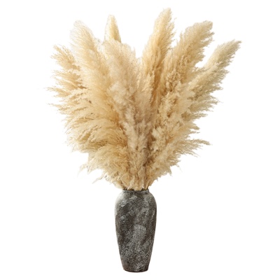 芦苇干花花束天然风干真花