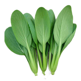 鸡毛菜种子18天易种青菜菜种籽大全蔬菜种子阳台盆栽小白菜籽四季