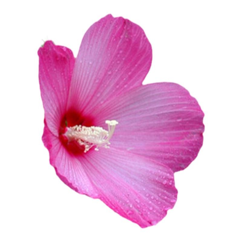 大花秋葵芙蓉发芽率高景观种子