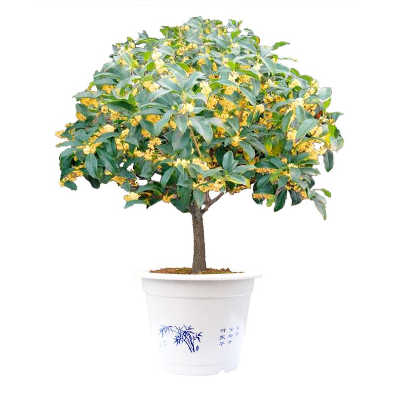 桂花樹苗盆栽四季金桂八月桂地栽濃香型花卉丹桂大桂花樹庭院