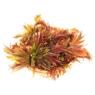 顺丰包邮！包邮香椿芽新鲜香椿香椿芽新鲜新鲜蔬菜露天