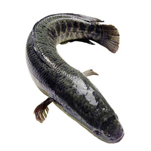 乌鳢鱼淡水养殖好养可食用特大黑鱼苗冷水小财鱼苗杂交凶猛观赏鱼