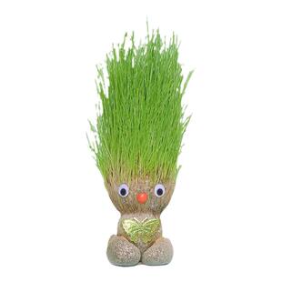 草头懒人猫草已种好水培燕麦种子籽化毛去毛球专用猫零食草籽盆栽