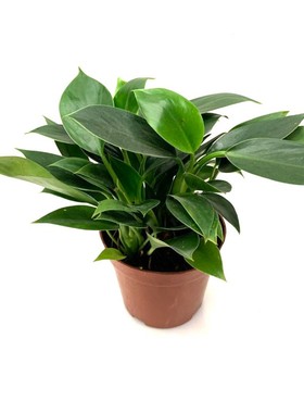 大叶金钻四季常青花卉植物盆景