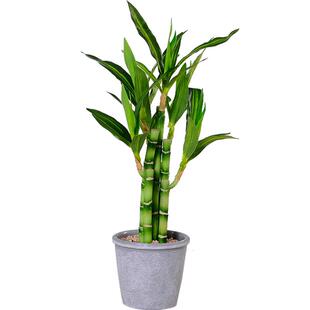 仿真竹子装饰富贵竹小盆栽室内桌面假竹子装饰品摆件客厅假花摆设