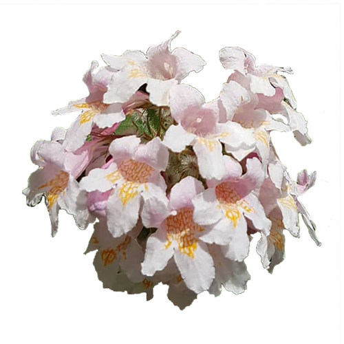 海蒂的花园猬实粉色云朵花灌木花量大悬垂开花庭院花卉植物盆栽苗