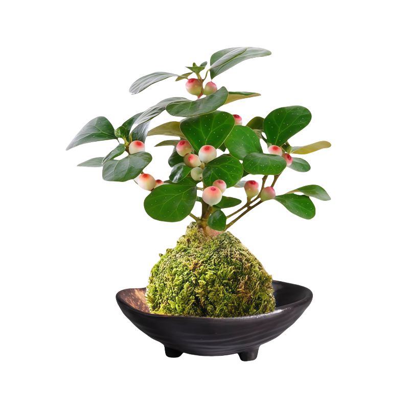 小盼菩提苔藓球植物懒人绿植室内办公桌花卉带果盆栽四季好养易活