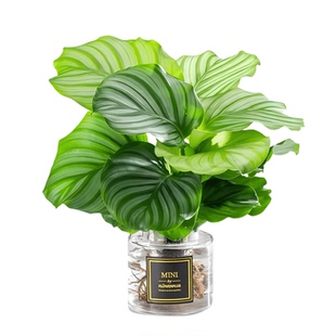 青苹果竹芋水培植物室内客厅水养盆栽办公室桌面四季好养观叶绿植